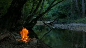 Как обрезать жасмин весной?