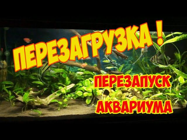 Перезапуск аквариума на 220 литров. Смена грунта. Редизайн | Restarting The Aquarium For 220 Liters