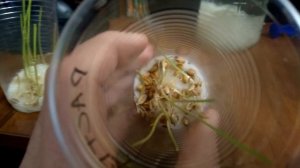 Влияние триходермы на всхожесть семян