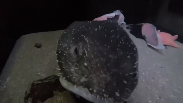 РЫБА-КАПЛЯ ПРОИСХОЖДЕНИЕ КОТОРОЕ ОСТАЁТСЯ ЗАГАДКОЙ УЖЕ МНОГО ЛЕТ .