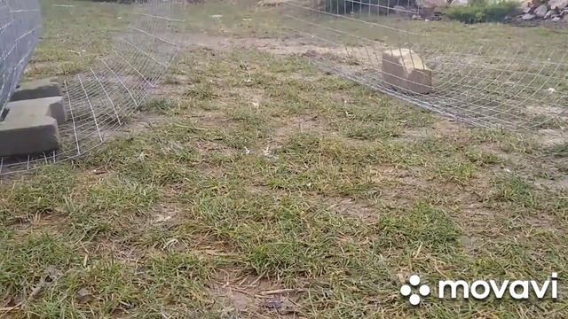 как сделать клетку для перепелов ( на 100-120 штук) смотреть онлайн