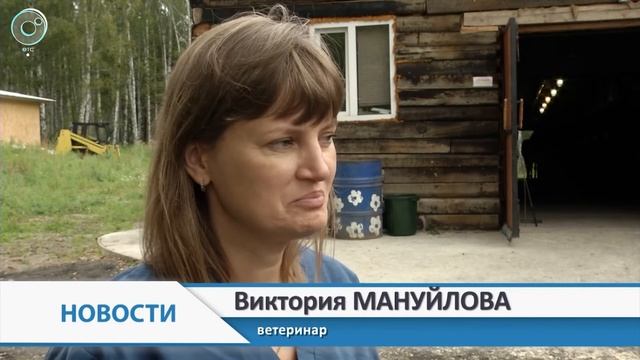 Скорая помощь для лошадей. Как конные ветеринары спасают животных?