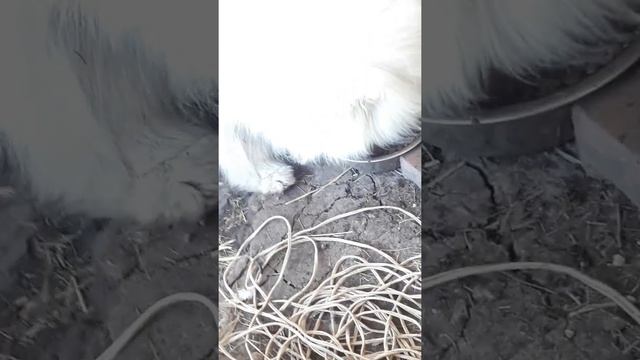 Очень злой самоед смотреть онлайн