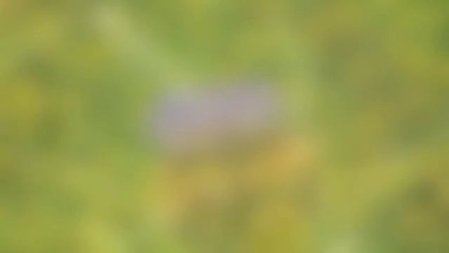 Violin Sonata in F major, II. Adagio - Felix Mendelssohn (Lark Recordings) смотреть онлайн