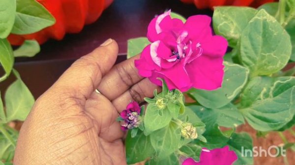 double petal petunia plant ||petunia lovers ||gardening ||sanvisworld