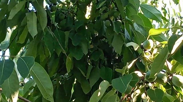 Хурма Виргинская.Старое дерево. смотреть онлайн