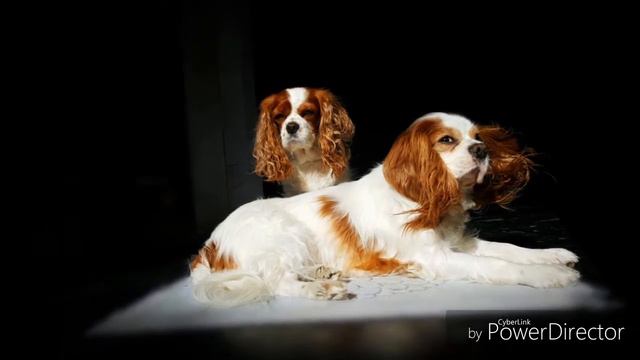 Γιώργος Σαμπάνης Σκιά στη γη смотреть онлайн