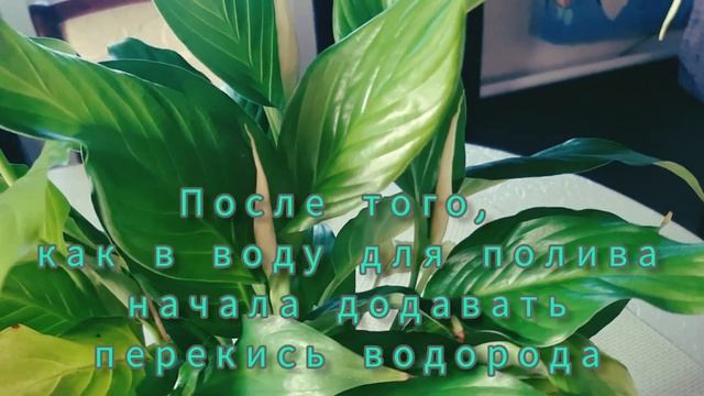 Спатифиллум- "женское счастье". Чем подкормить для хорошего цветения? смотреть онлайн
