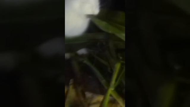 Кролик жрёт капусту |(ЧИТАЙТЕ ОПИСАНИЕ)| смотреть онлайн