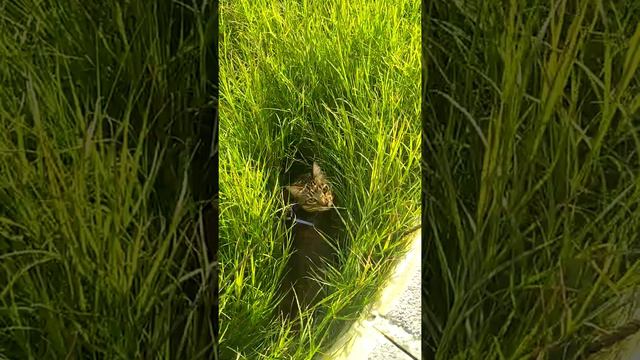 Кот залег в засаде смотреть онлайн