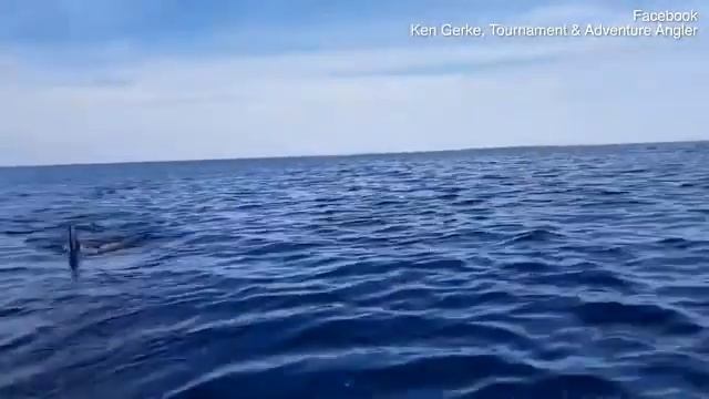 Белая акула пустилась в погоню за рыбаками смотреть онлайн