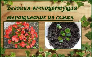 Бегония вечноцветущая гибридная выращивание из семян от посева до цветения