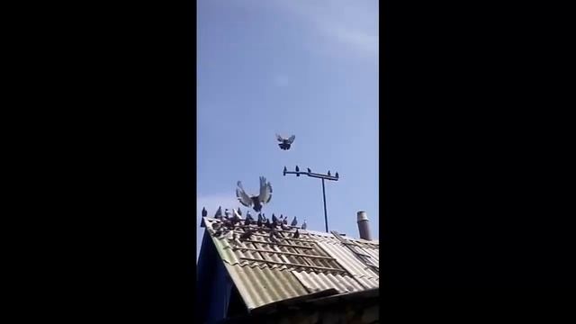 Николаевские Голуби фото! смотреть онлайн