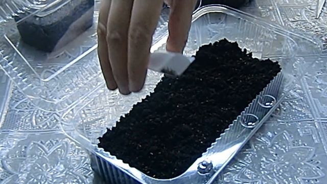?Посев семян Хризантемы с кипятком, результат !!! ?How to grow chrysanthemum seedlings смотреть онлайн