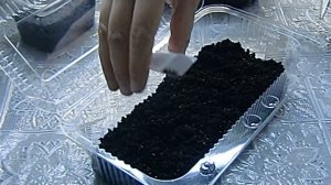 ?Посев семян Хризантемы с кипятком, результат !!! ?How to grow chrysanthemum seedlings