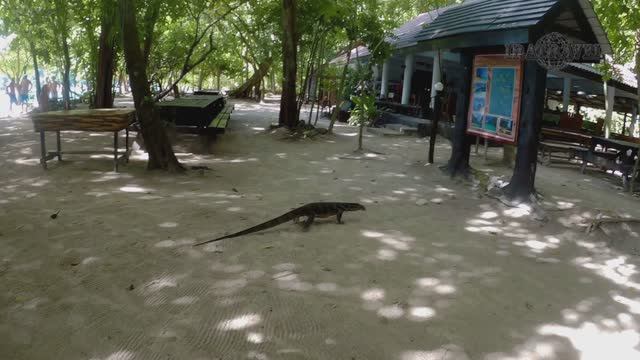 НЕОЖИДАННЫЕ ВСТРЕЧИ ГИГАНТСКИЕ ВАРАНЫ ? WATER MONITORS & KOMODO DRAGONS смотреть онлайн