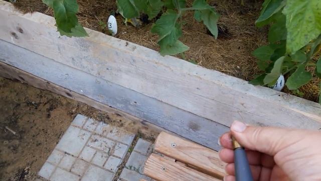 Лекарство от вершинной гнили от Ивана Русских. смотреть онлайн