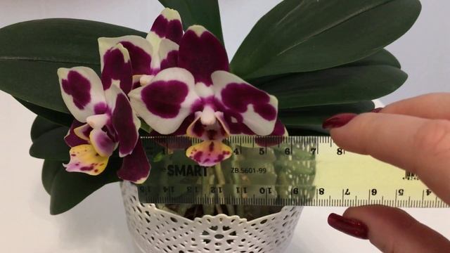Phal Yaphon Nougat. Эффектный сорт. смотреть онлайн