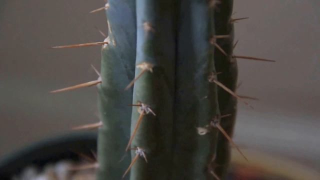 Trichocereus bridgesii - Achuma - Cactus from Bolivia смотреть онлайн