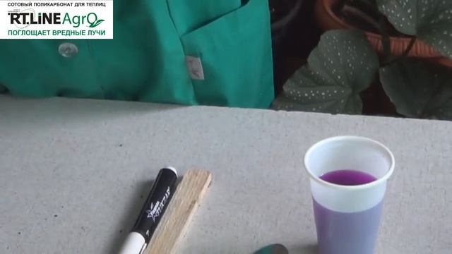 Как сеять цветную капусту на рассаду. Как подготовить почву к посеву рассады капусты. смотреть онлайн