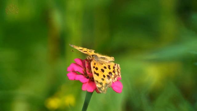 ??Наши дети, кто они ? 2 часть. Отвечает на все вопросы инопланетный друг с созвездия Плеяды.?? смотреть онлайн