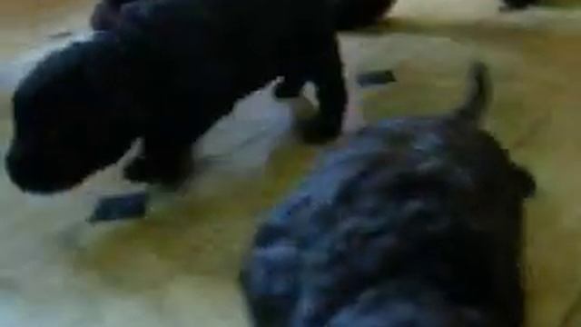 Irish Water Spaniel Puppies aged 18 days смотреть онлайн