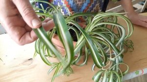 Хлорофитум пересадка. Как пересадить и размножить хлорофитум