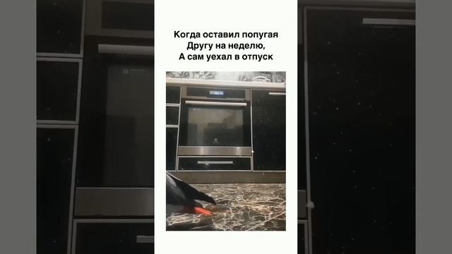 когда оставил попугая другу на неделю, а сам уехал в отпуск? смотреть онлайн