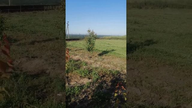 Абрикос Приция,первые плоды. смотреть онлайн