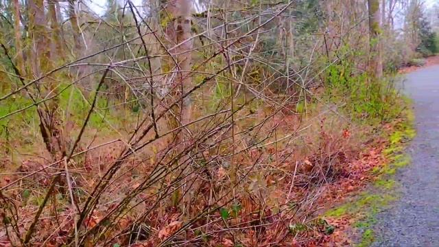 США БОТАНИЧЕСКИЙ САД В БЕЛВЬЮ ШТАТЕ ВАШИНГТОН Первые цветы/ Bellevue Botanical Garden