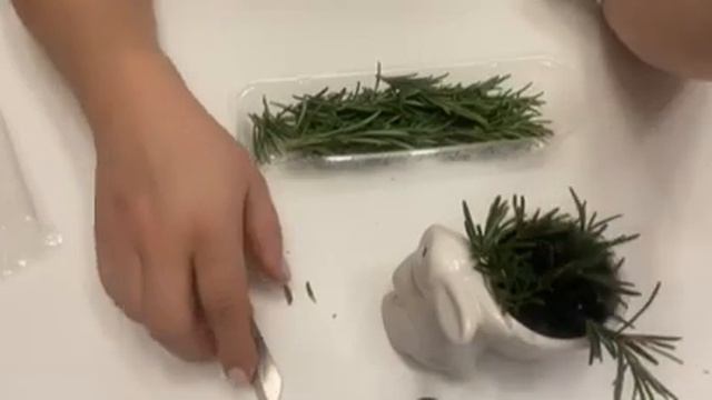 Розмарин. Размножаем черенками из покупных веточек.