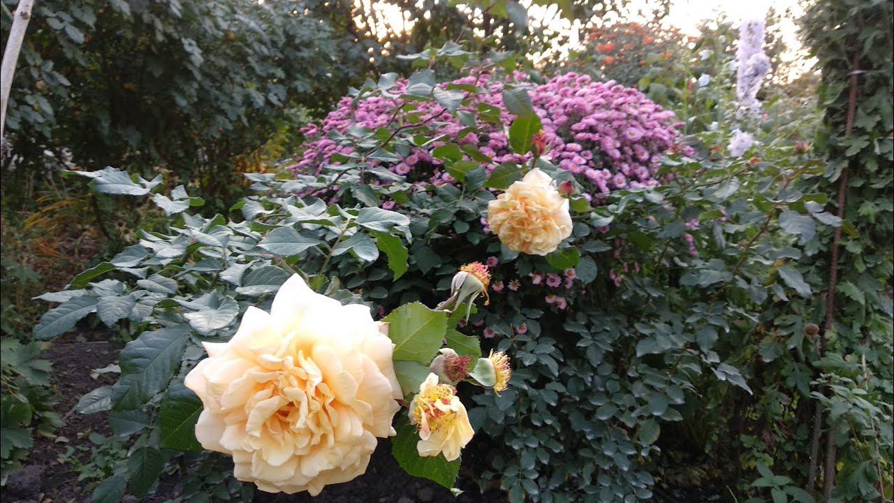 Розы. Лучшие розы в моем саду. Высокие чайногибридные розы. смотреть онлайн