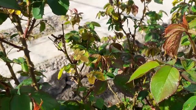 Спасаю розы.Мой розарий. смотреть онлайн