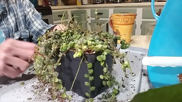 Repotting String of Turtles Peperomia Prostrata смотреть онлайн