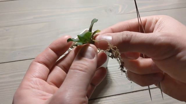 ? Mesembryanthemum crystallinum: Growth and Repotting of Seedlings смотреть онлайн