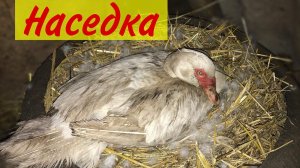 Как понять, что утка готова сесть на яйца. Индоутка высиживает утят / Когда сядет и как понять ?