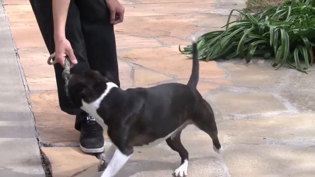 Staffordshire Bull Terrier Song & Video