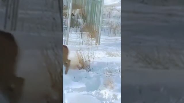 Рыжая (красная) рысь (Lynx rufus) против белохвостого (виргинского) оленя (Odocoileus virginianus) смотреть онлайн