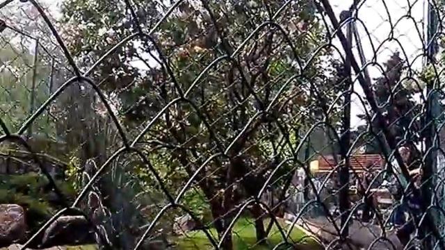 королевский павлин смотреть онлайн
