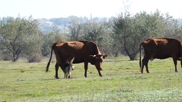 Неуставные отношения - корова против собак смотреть онлайн