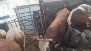 Сдаём бычков на бойню