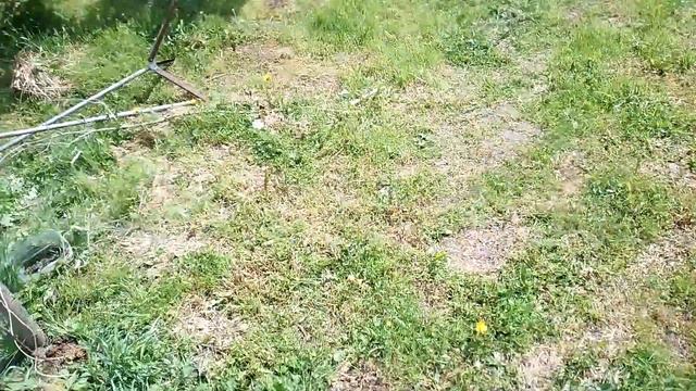 5 июня. Прополола клубнику. Удобрение для клубники и роз. смотреть онлайн