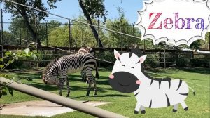 Животные на английском языке для детей. Animals in English for toddlers