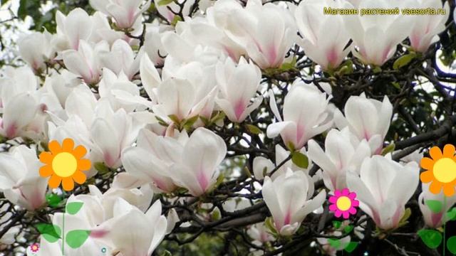 Магнолия обнаженная Юлан. Краткий обзор, описание характеристик magnolia denudata YULAN смотреть онлайн