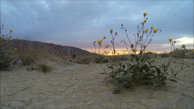 40 Wildflowers Sunrise with Caterpillar Traffic at Anza Borrego TimeLapse смотреть онлайн