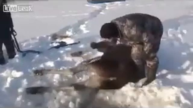 Спасение лося смотреть онлайн