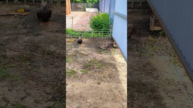 Укладка асфальта от 1000 р/м2 смотреть онлайн