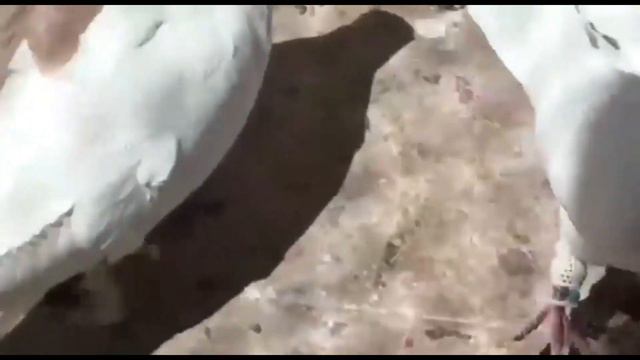 Иранские Голуби AMIR_SHAMIRI #کبوترهای ایرانی #tauben #pigeons