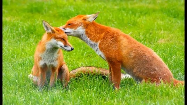 Лиса,познавательное видео для детей смотреть онлайн