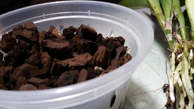 КАК НАРАСТИТЬ КОРНИ У КАТТЛЕИ И БРАССОКАТТЛЕИ смотреть онлайн